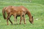 gavarnie (28)