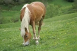 gavarnie (13)
