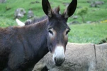 gavarnie (1)
