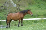 gavarnie (44)