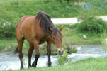 gavarnie (40)