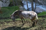 gavarnie (9)
