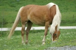 gavarnie (33)