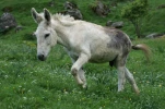 gavarnie (2)