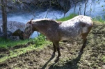 gavarnie (43)