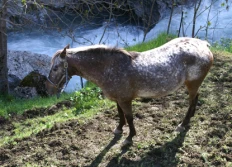 Gavarnie
