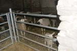 Gazost (22)