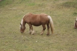 Gazost (27)