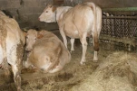 Gazost (26)