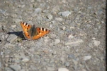 lac d estaing 1 (6)